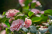 Pink Camellia Japonica Colombo flowers in Landschloss Zuschendorf, Pirna, Saxony, Germany