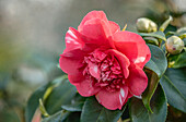 Rosafarbene Blüten einer Camellia Japonica Chandlers Elegans, Sachsen, Deutschland
