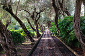 Public Garden Pathway, gesäumt von schiefen Bäumen, Taormina, Sizilien, Italien