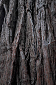 Redwood Tree Detail, Big Basin Redwoods State Park, Boulder Creek, California, USA