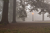 Weg und beleuchteter Laternenpfahl im Nebel