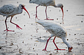 Weißer Ibis Vögel beim Fressen am Meeresufer, Pinckney Island National Wildlife Refuge and Nature Preserve, Hilton Head, South Carolina, USA