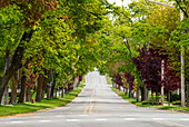 Street with Leafy Canopy