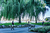 Joggers and Weeping Willow Tree, Riverside Park South, New York City, New York, USA