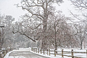Winter Landscape, Swarthmore College, Swarthmore, Pennsylvania, USA
