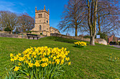 Blick auf Narzissen und St. Leonard's Church, Scarcliffe in der Nähe von Chesterfield, Derbyshire, England, Vereinigtes Königreich, Europa