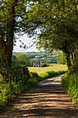 Blick entlang des öffentlichen Wanderwegs Ham Lane und der Landschaft von High Weald, Burwash, High Weald AONB (Area of Outstanding Natural Beauty), East Sussex, England, Vereinigtes Königreich, Europa