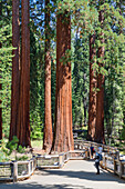 Giant Sequoia, Mariposa Grove, Yosemite National Park, UNESCO-Weltkulturerbe, Kalifornien, Vereinigte Staaten von Amerika, Nordamerika