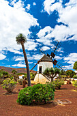 Weiß getünchte traditionelle Windmühle und Pflanzen im Cactus Garden von Antigua, Fuerteventura, Kanarische Inseln, Spanien, Atlantik, Europa