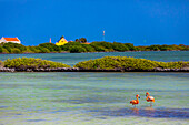 Flamingos faulenzen in ihrem natürlichen Lebensraum, Bonaire, Niederländische Antillen, Karibik, Mittelamerika