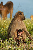 Chacma baboon (Papio ursinus) and infant, Chobe National Park, Botswana, Africa