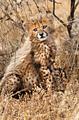Kenya, Masai Mara National Reserve. Cheetah cub close-up.