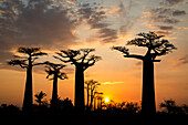 Afrika, Madagaskar, Morondava, Baobab-Gasse. Grendidiers Baobab (Adansonia grandidieri) bei Sonnenuntergang.