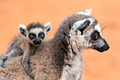 Afrika, Madagaskar, Anosy-Region, Berenty-Reservat. Ein Baby-Katta klammert sich an den Rücken seiner Mutter.