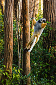 Madagascar, Andasibe, Vakona Lodge, Lemur Island. Diademed sifaka (Propithecus diadema) leaping from a tree.
