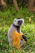 Madagascar, Andasibe, Vakona Lodge, Lemur Island. Diademed sifaka (Propithecus diadema) with his tongue sticking out.