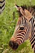 Burchells Zebrafohlen (Equus quagga burchellii), Krüger Nationalpark, Südafrika