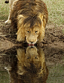 Großer schwarzer männlicher Löwe und Reflexion, Serengeti-Nationalpark, Tansania, Afrika.