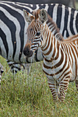 Baby-Burchell-Zebra, Serengeti-Nationalpark, Tansania, Afrika