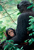 Afrika, Ostafrika, Tansania, Gombe-Nationalpark, Säuglingsschimpanse mit Mutter sitzen nach einem Sturm mit Regentropfen bedeckt.