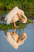 Pelican Reflection,  East Africa, Tanzania, Ngorongoro Crater