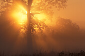 Asia, India, Kanha NP. Landscape