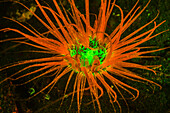 Natural occurring fluorescence in underwater tube sea anemone (Ceranthidae) unidentified species. Night dive at Kalabahi Bay, Alor Island, Indonesia