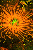 Natürlich vorkommende Fluoreszenz in Unterwasserröhren-Seeanemonen (Ceranthidae), nicht identifizierte Arten, erfasst durch Verwendung spezieller UV-Sperrfilter, Nachttauchgang in der Kalabahi Bay, Alor Island, Indonesien