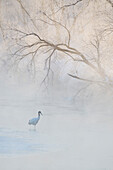 Japan, Hokkaido, Tsurui. Ein Haubenkranich läuft frühmorgens durch einen kalten Fluss unter raureifbedeckten Bäumen.