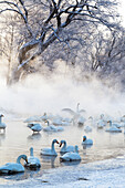 Asien, Japan, Hokkaido, Lake Kussharo, Singschwan, Cygnus cygnus. Eine Gruppe von Singschwänen versammelt sich in der Morgendämmerung im nebligen offenen Thermalwasser.