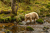Kanada, Britisch-Kolumbien, Inside Passage. White Spirit Bear jagt am Riordan Creek nach Fischen