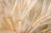 Canada, British Columbia. Yellow salsify flower seeds close-up