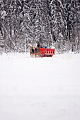 Kanada, Banff. Pferdeschlittenfahrten bei Martin Stables. (Nur zur redaktionellen Verwendung)