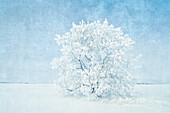 Canada, Manitoba. Snow-covered tree