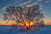 Kanada, Manitoba, Oakbank. Sonnenuntergang am Ahornbaum im Winter