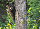 Black Bear cub in spring