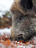 Wildschwein (eurasisches Wildschwein, Sus scrofa) im Winter im Hochwald. Nationalpark Bayerischer Wald. Deutschland, Bayern