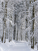 Verschneiter Wanderweg. Winter am Berg Lusen im Nationalpark Bayerischer Wald (Bayerischer Wald). Mitteleuropa, Deutschland, Bayern.