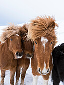 Islandpferd mit typischem Wintermantel. Die traditionelle isländische Rasse geht auf die Pferde der Wikinger-Siedler im Mittelalter zurück.
