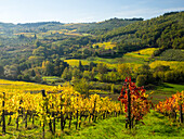 Italy, Tuscany. Autumn colors in Chianti