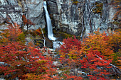 El Chorrillo Waterfall and lenga trees in autumn, near El Chalten, Parque Nacional Los Glaciares, Patagonia, Argentina