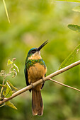 Brazil, Pantanal. Rufous-tailed jacamar bird close-up