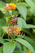 Ecuador, Mindo. Mariposas de Mindo, butterfly garden in cloud forest region