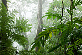 Costa Rica, La Fortuna, Regenwald entlang des Flusses Fortuna