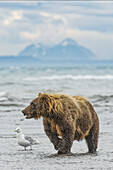 Braunbär Angeln auf Lachs, Silver Salmon Creek, Lake-Clark-Nationalpark, Alaska.