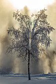 USA, Alaska. Bereifter Baum, der im Winter mit Dampf hinterleuchtet wird.