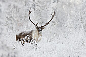 Eine kleine Gruppe von Karibus wandert am Rand des borealen Waldes in der Nähe von Finger Mountain entlang