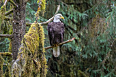 Bald Eagle, Anan Creek Wrangell, Alaska, USA