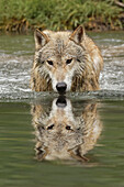 Timber Wolf-Porträt in einem kleinen Bach.