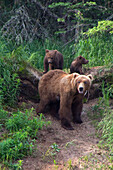 USA, Alaska, Katmai. Grizzly sow and first year cubs on river bank.